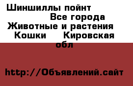 Шиншиллы пойнт ns1133,ny1133. - Все города Животные и растения » Кошки   . Кировская обл.